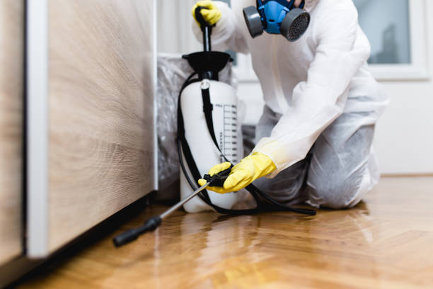 Best Termite Control Services  in Payson, AZ