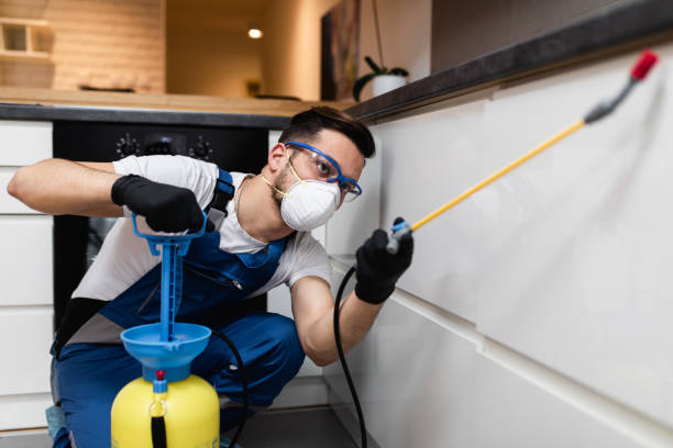 Best Local Pest Control Services  in Payson, AZ