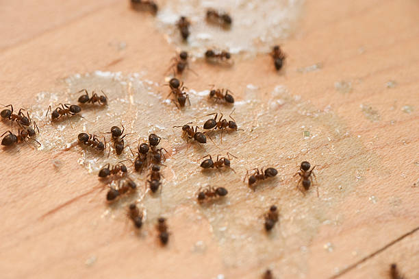 Best Wildlife Control Services  in Payson, AZ