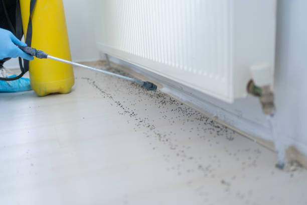 Best Wasp Removal Services  in Payson, AZ